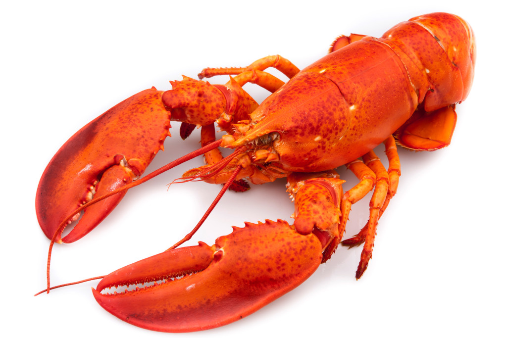 Lobster – Denllo Food Bank – Nigeria's Online Agro Store | Poultry ...