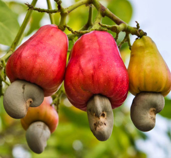 cashew fruit near me